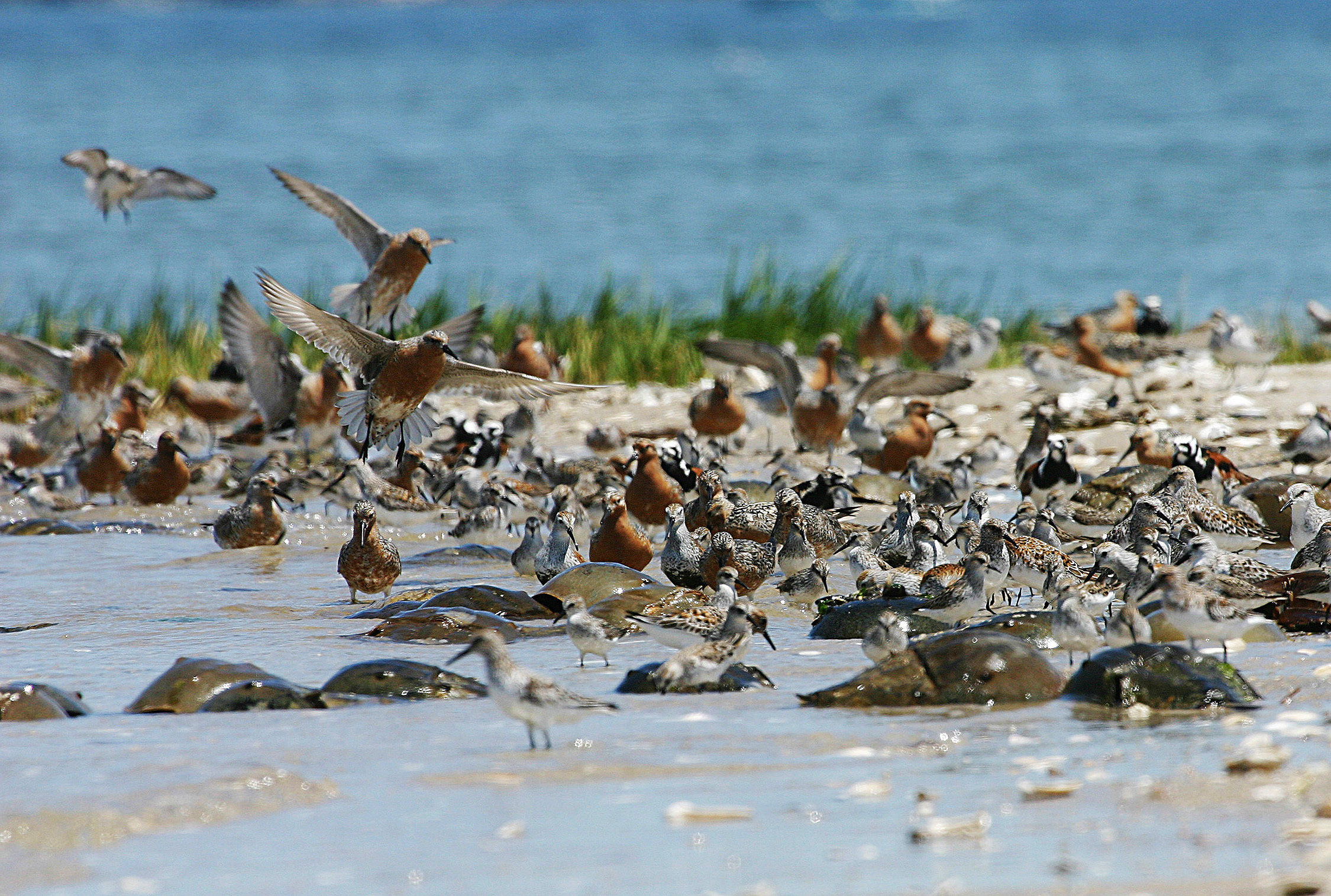 Horseshoe Crab Monitoring 2023 Season Recap NYC Bird Alliance